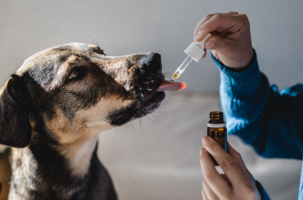 The Role of Natural Remedies in Upscale Pet Care